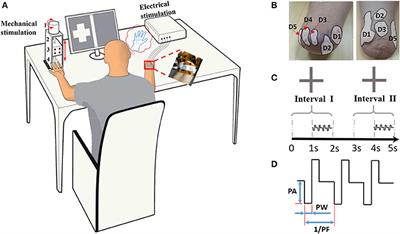 Discrimination and Recognition of Phantom Finger Sensation Through Transcutaneous Electrical Nerve Stimulation